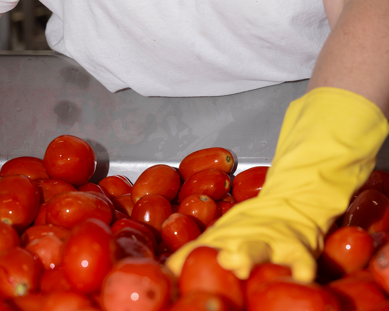 Mutti worker in yellow gloves hand-sorting fresh plum tomatoes on a stainless steel line