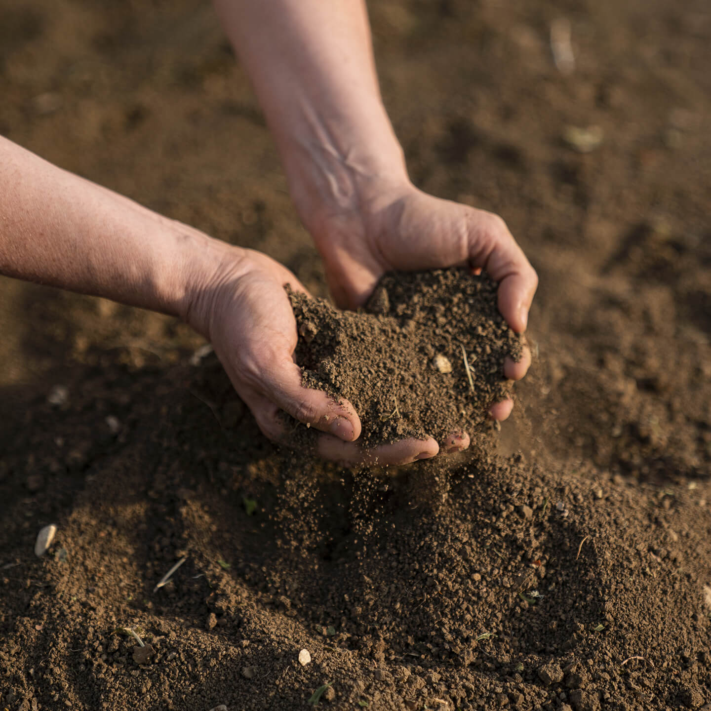 Hands cupping a mound of fresh dark soil