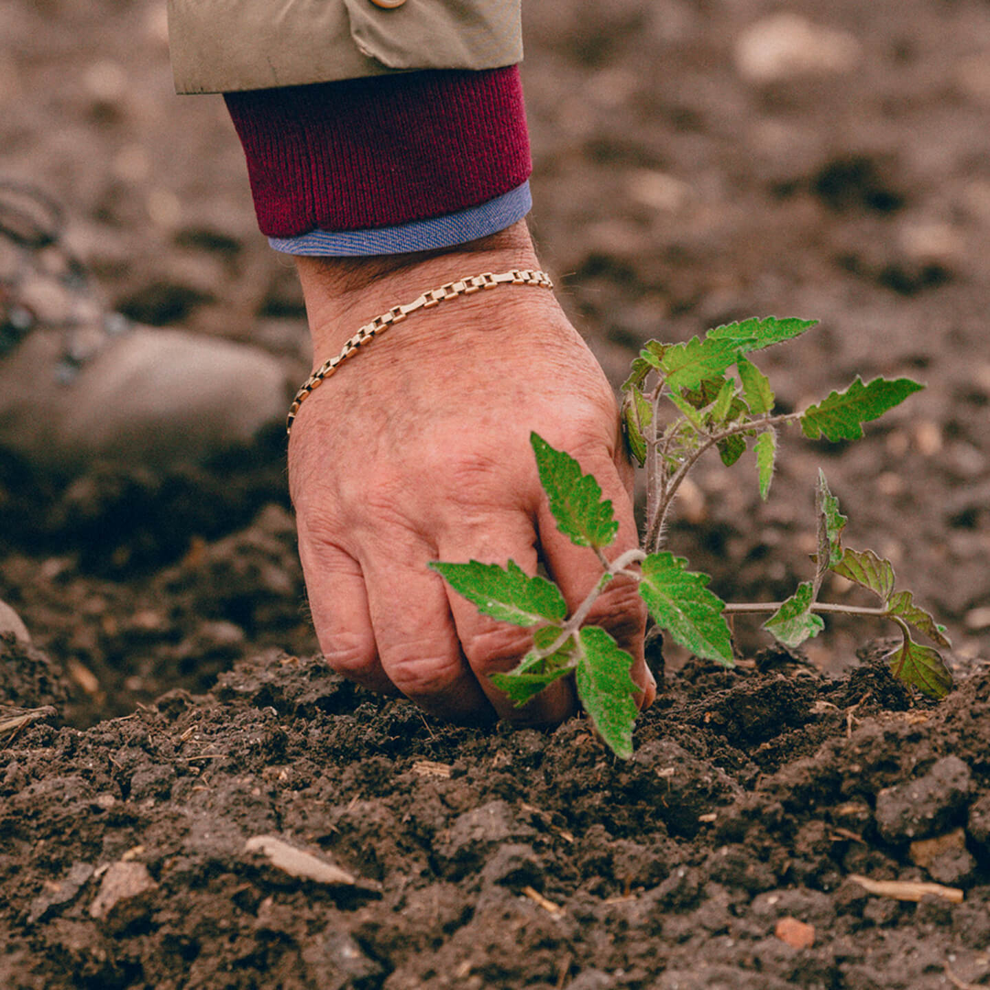Hand planting a young tomato seedling into the soil