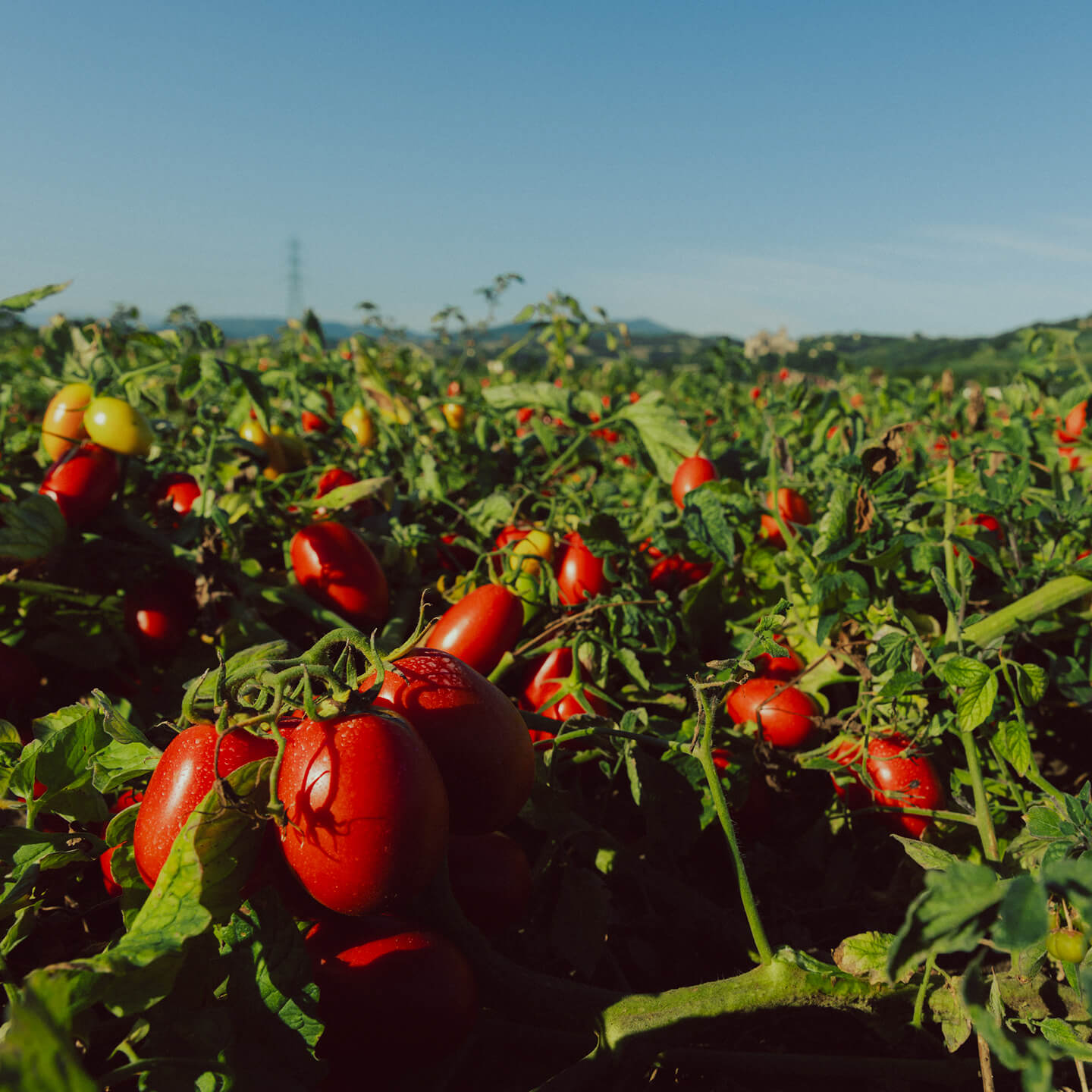 Rows of ripe tomatoes growing in a field under blue sky