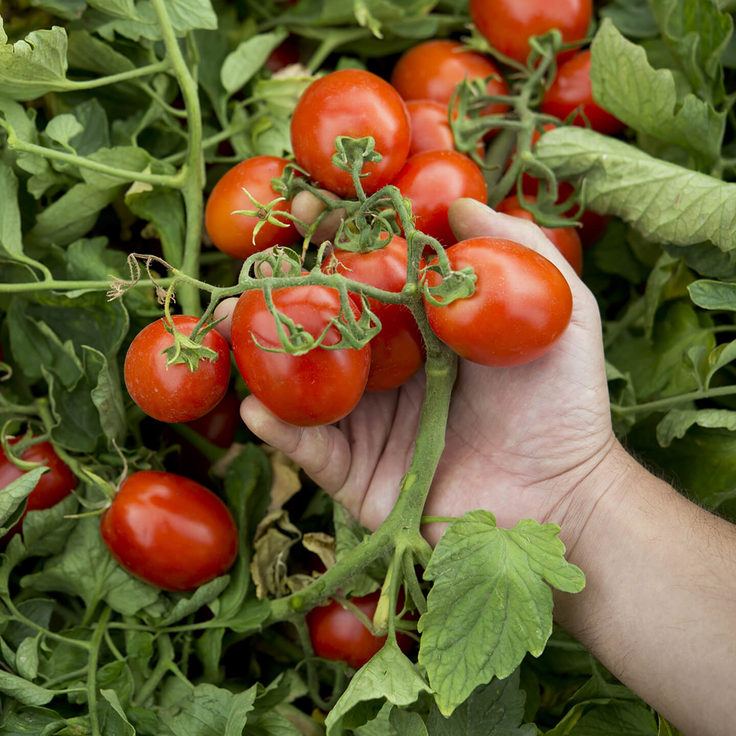 Hand cradling a cluster of ripening tomatoes among the leaves