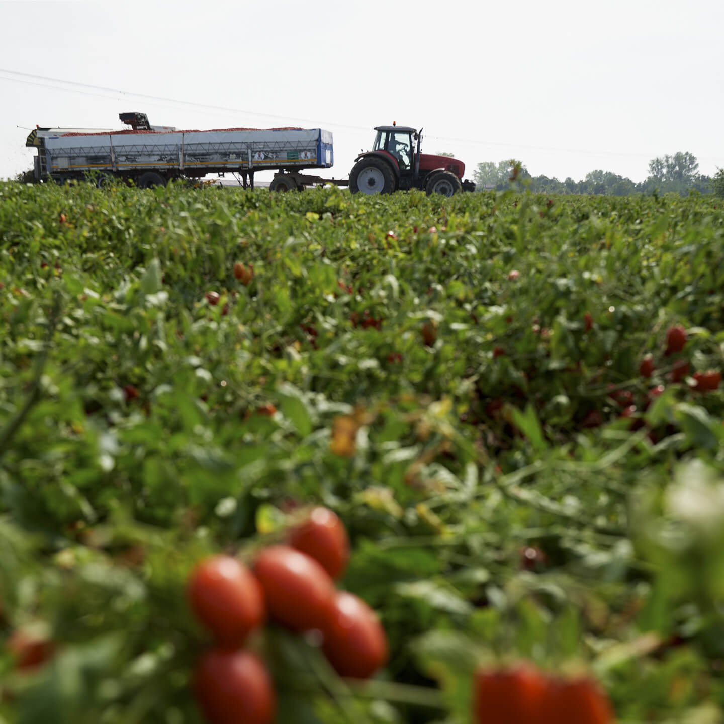 Tractor towing a loaded trailer across a tomato field