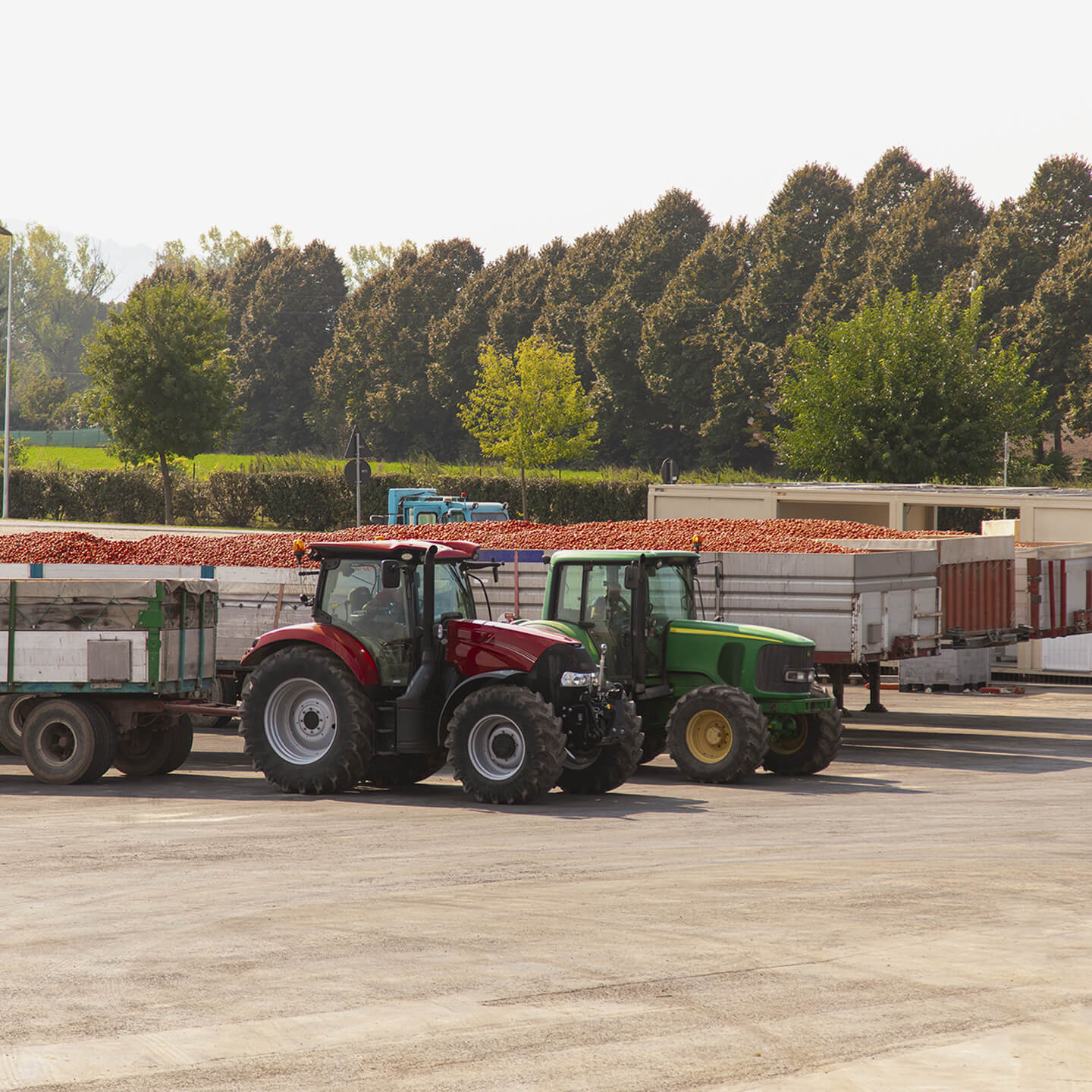 Tractors and trailers loaded with harvested tomatoes at the facility