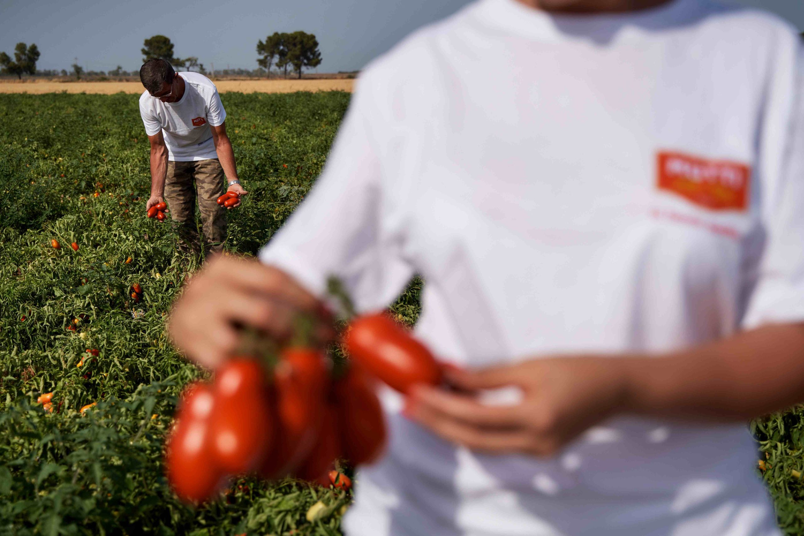 Mutti farmer holding freshly picked plum tomatoes in the field