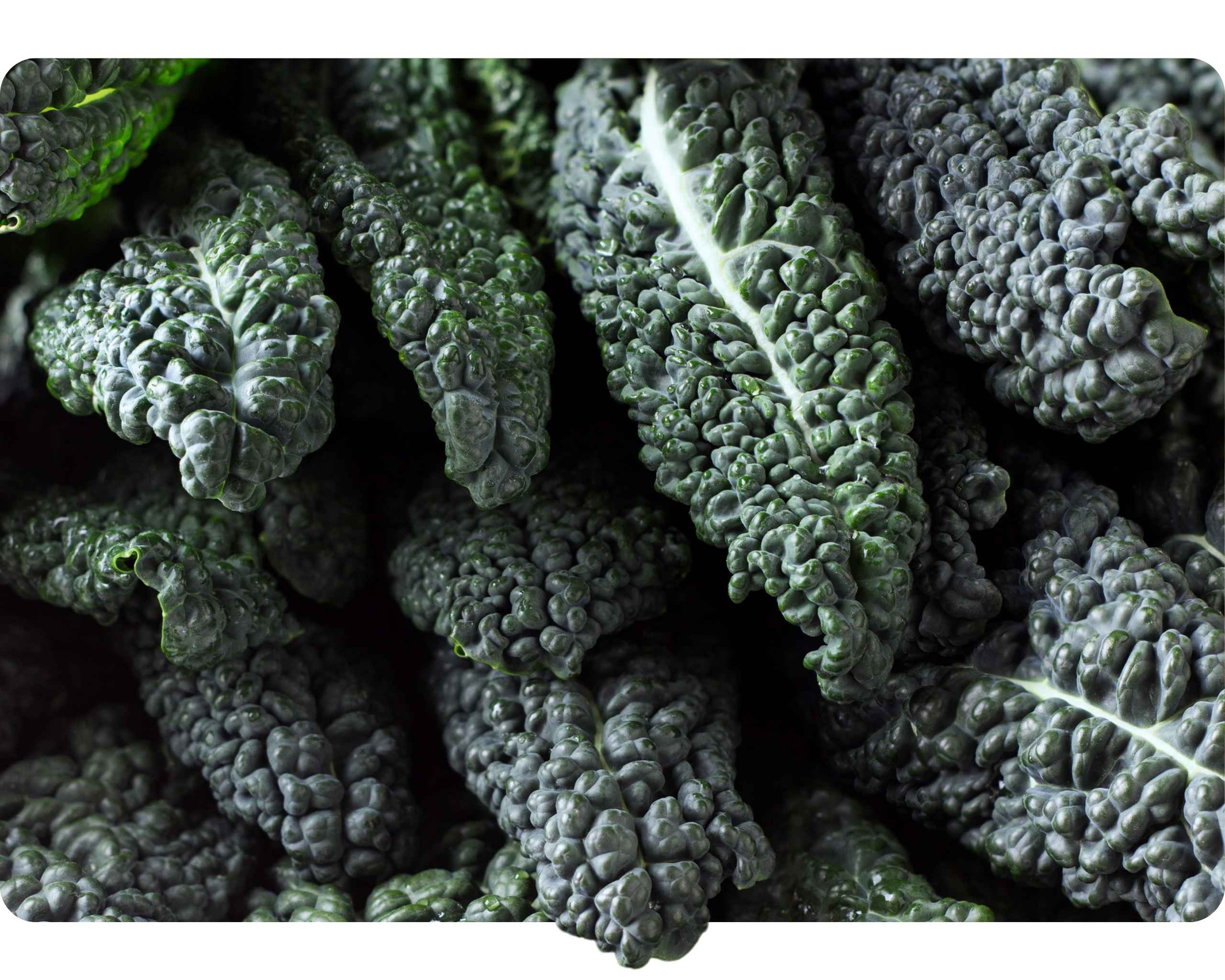 Dark green Tuscan kale leaves in close-up
