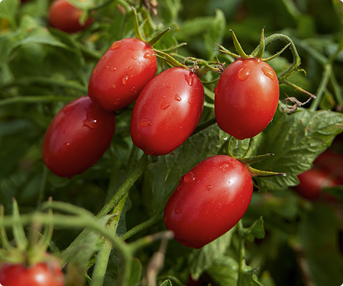 Cluster of ripe tomatoes with dew drops on the vine