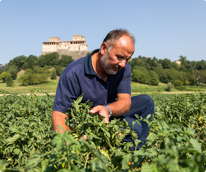 Man inspecting tomato plants in a field below a hilltop castle