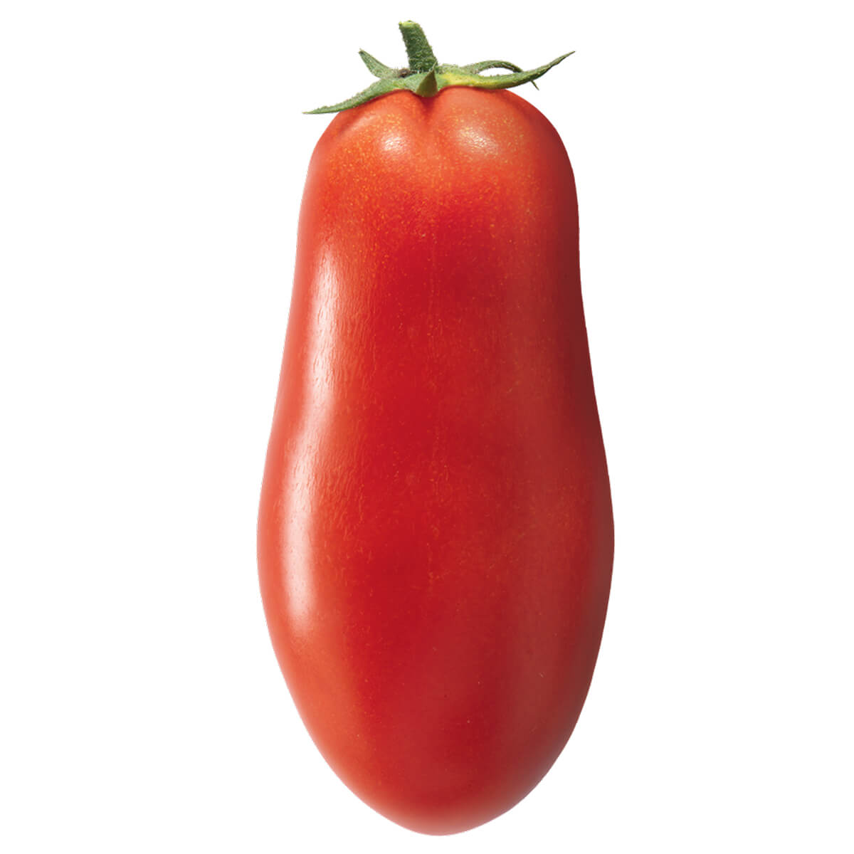 San Marzano Tomato with its distinctive elongated red shape
