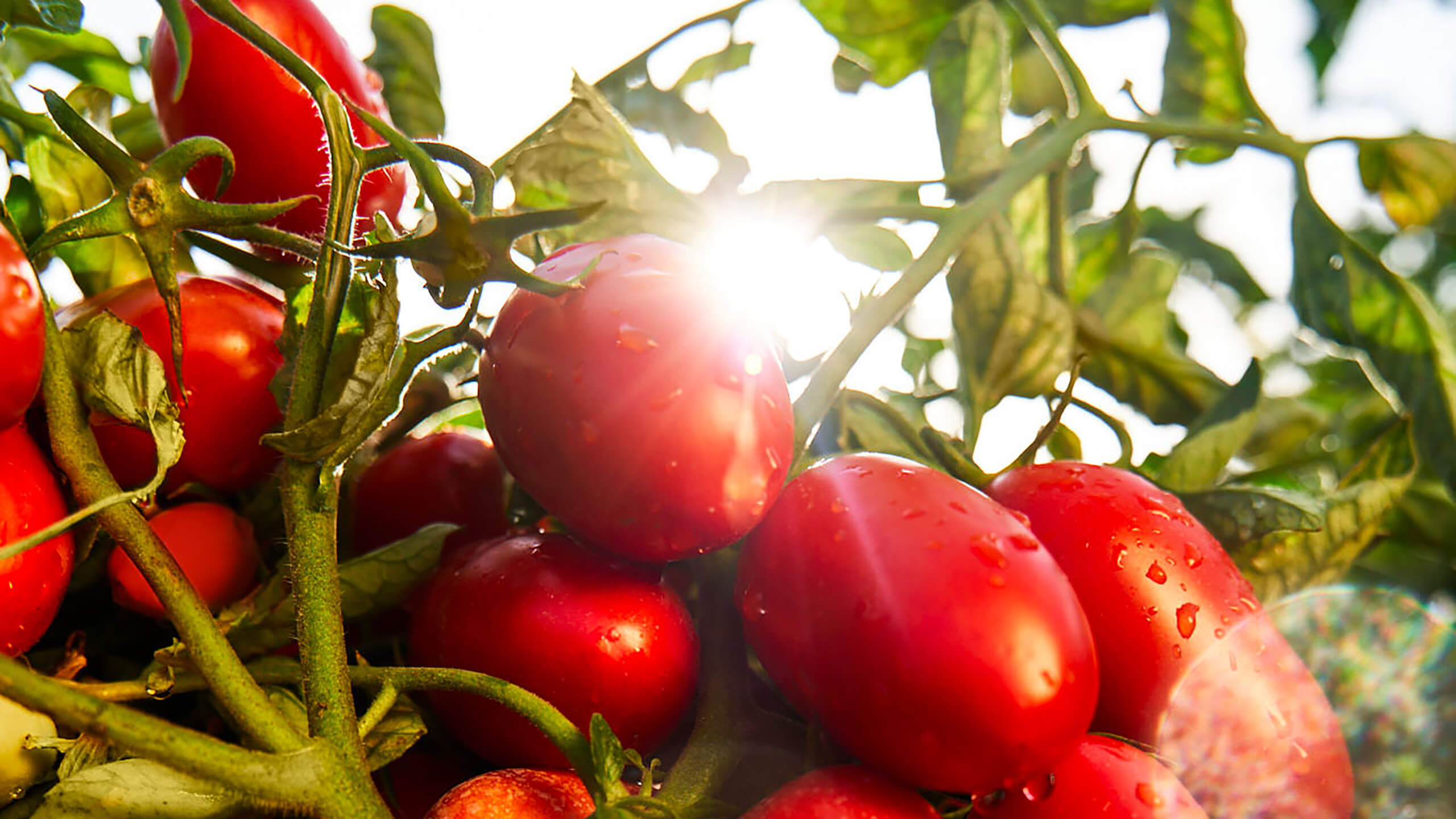 Sunlit ripe tomatoes on the vine with drops of dew