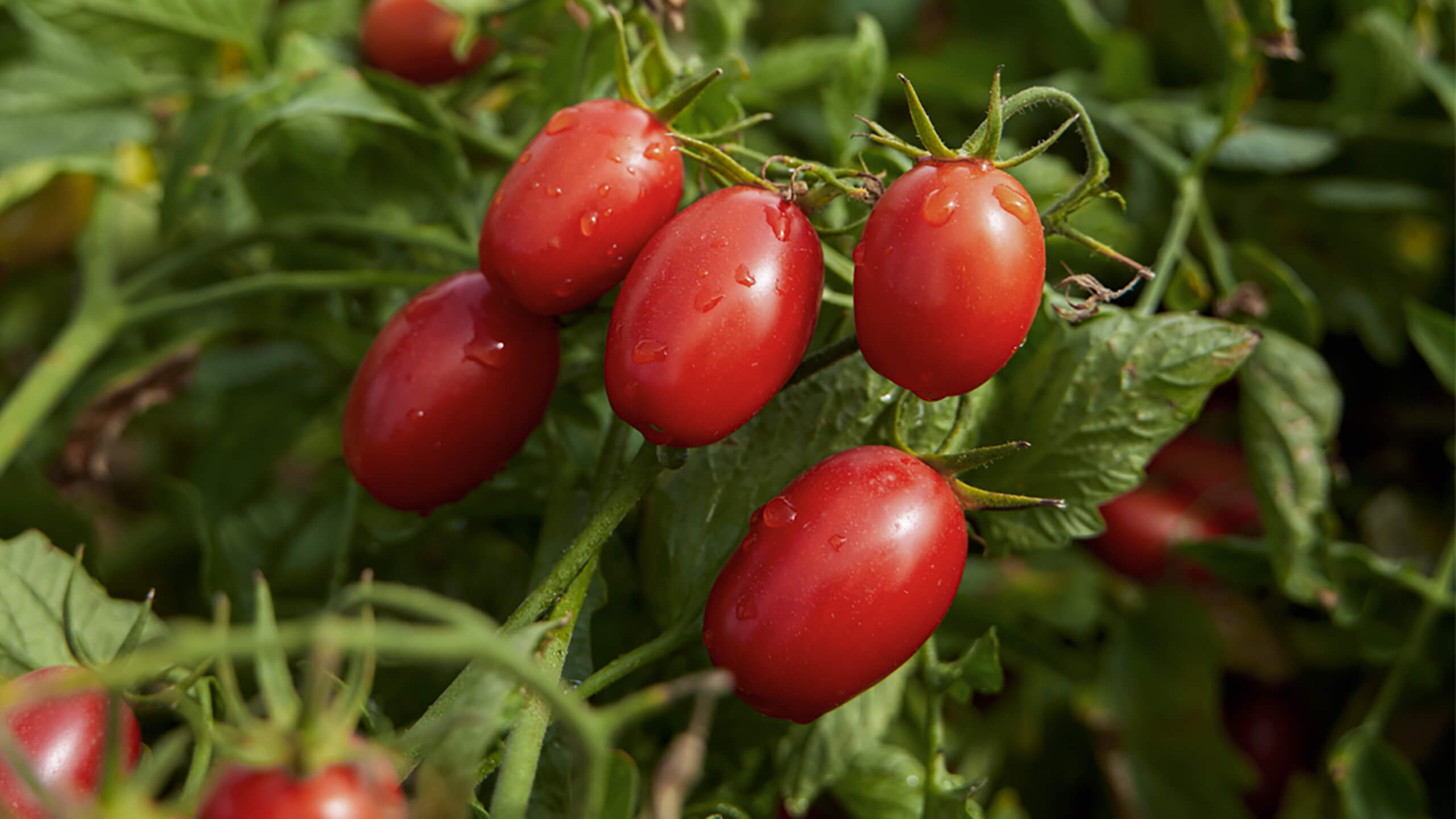Ripe Mutti plum tomatoes with water droplets on the vine