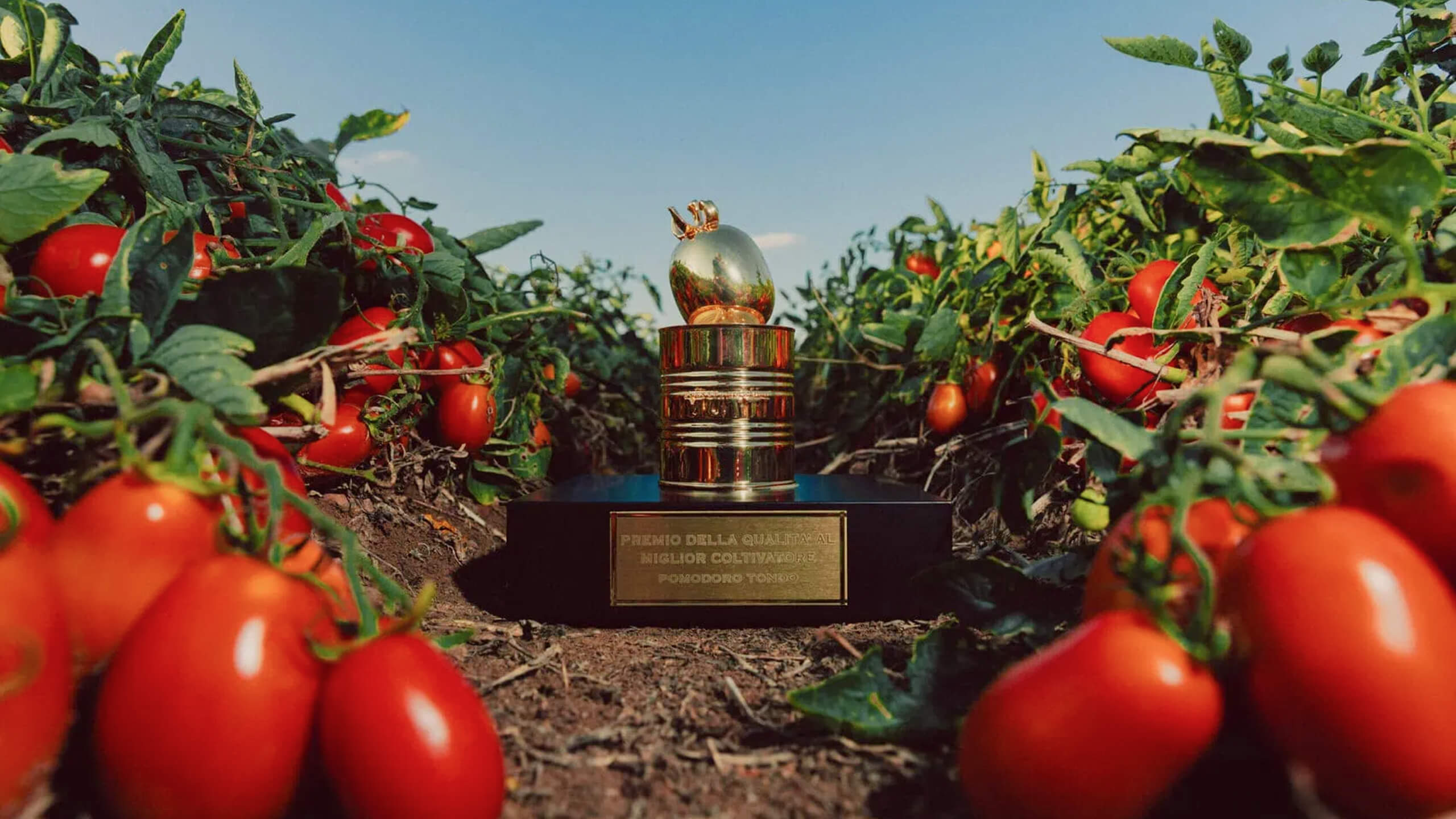 Golden Pomodorino d'Oro trophy displayed among rows of ripe tomato plants