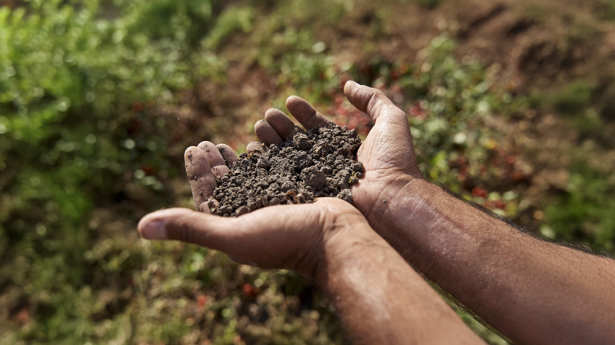 Hands holding a handful of soil above a field