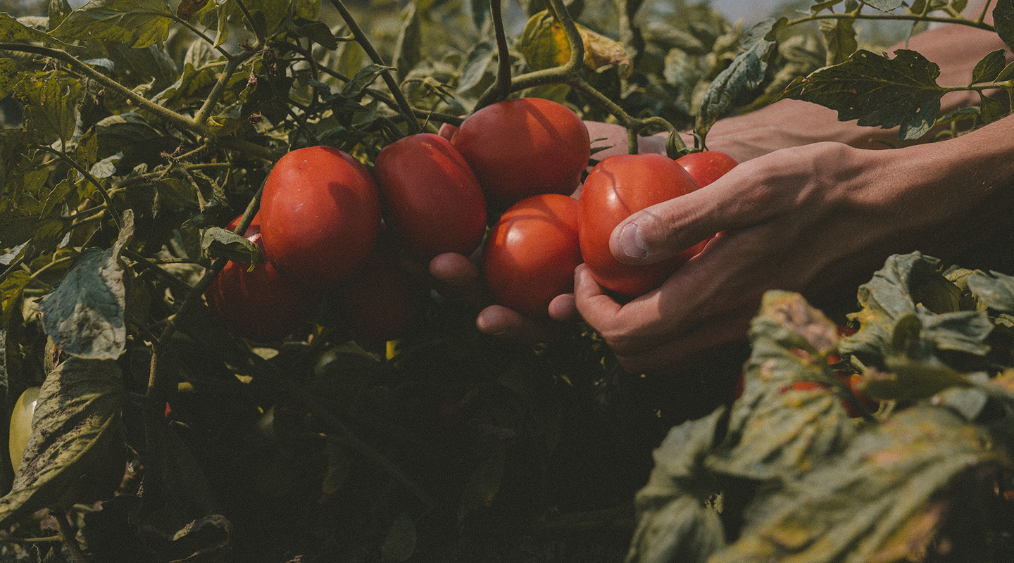 Two hands harvesting a bunch of ripe tomatoes from the vine