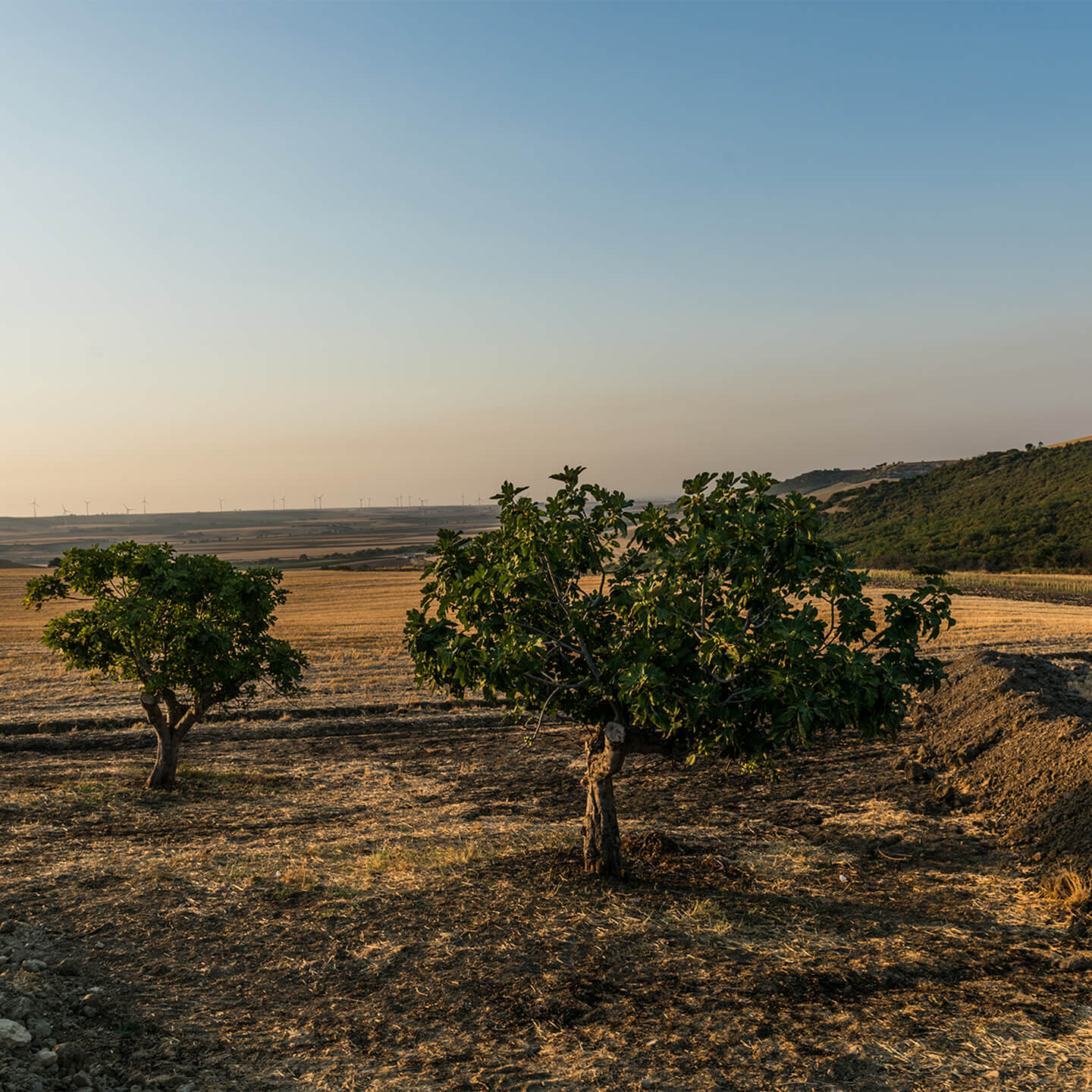 Dry fields and trees under a hazy sky at dusk