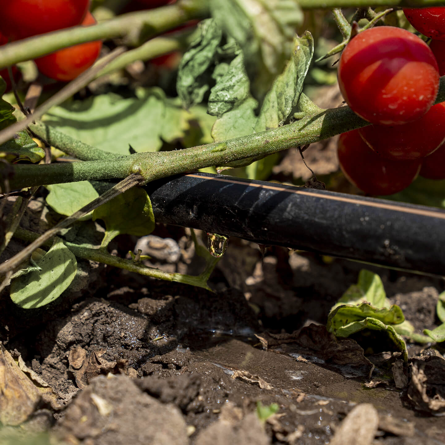 Drip irrigation pipe watering tomato plants in the field
