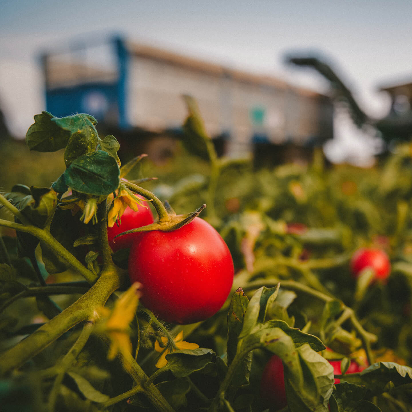 Ripe tomato on the vine with a harvest trailer in the background