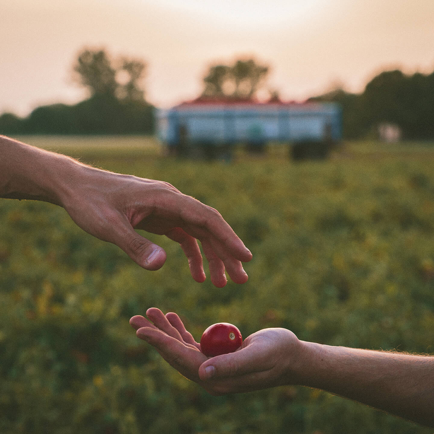 Hand dropping a cherry tomato into another hand at sunset