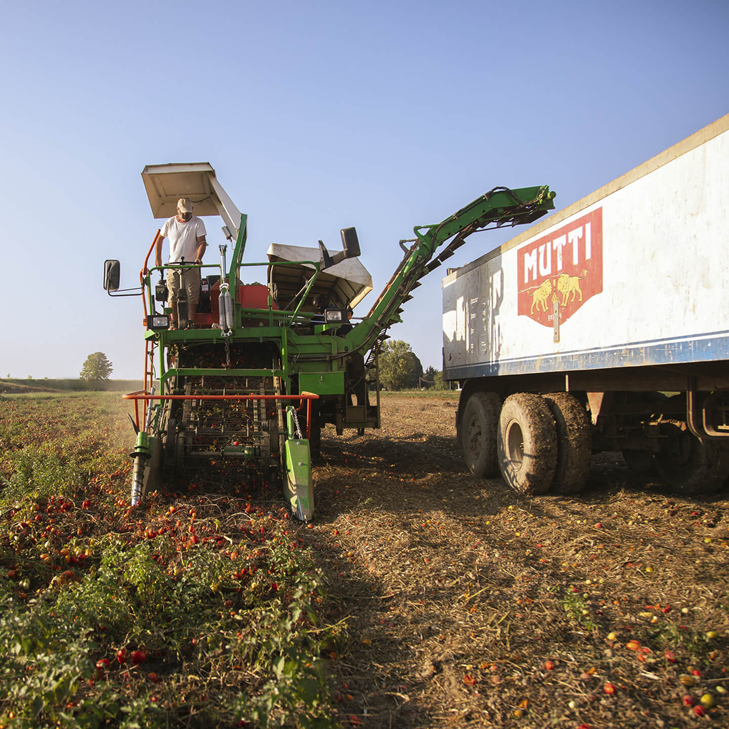 Mutti tomato harvester loading a branded truck trailer in the field