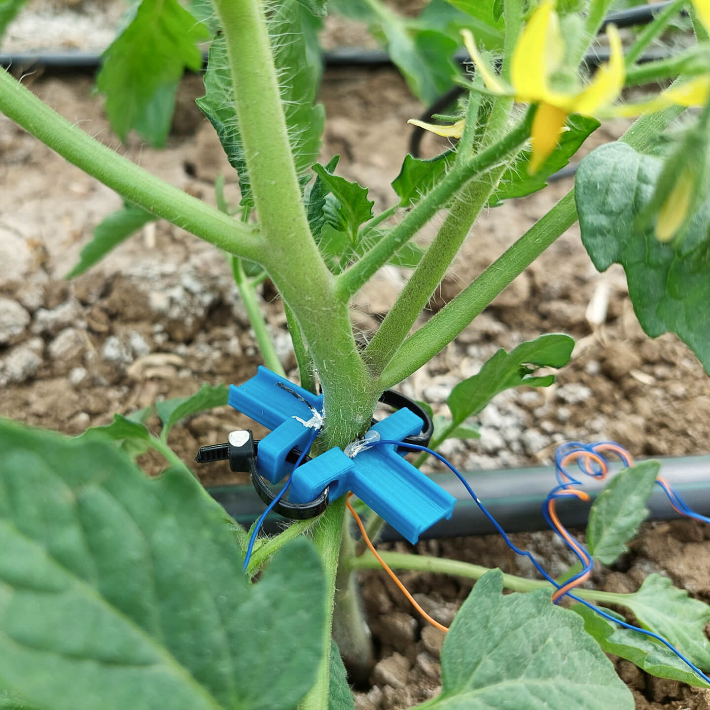 Blue smart-farming sensor clipped to a tomato plant stem