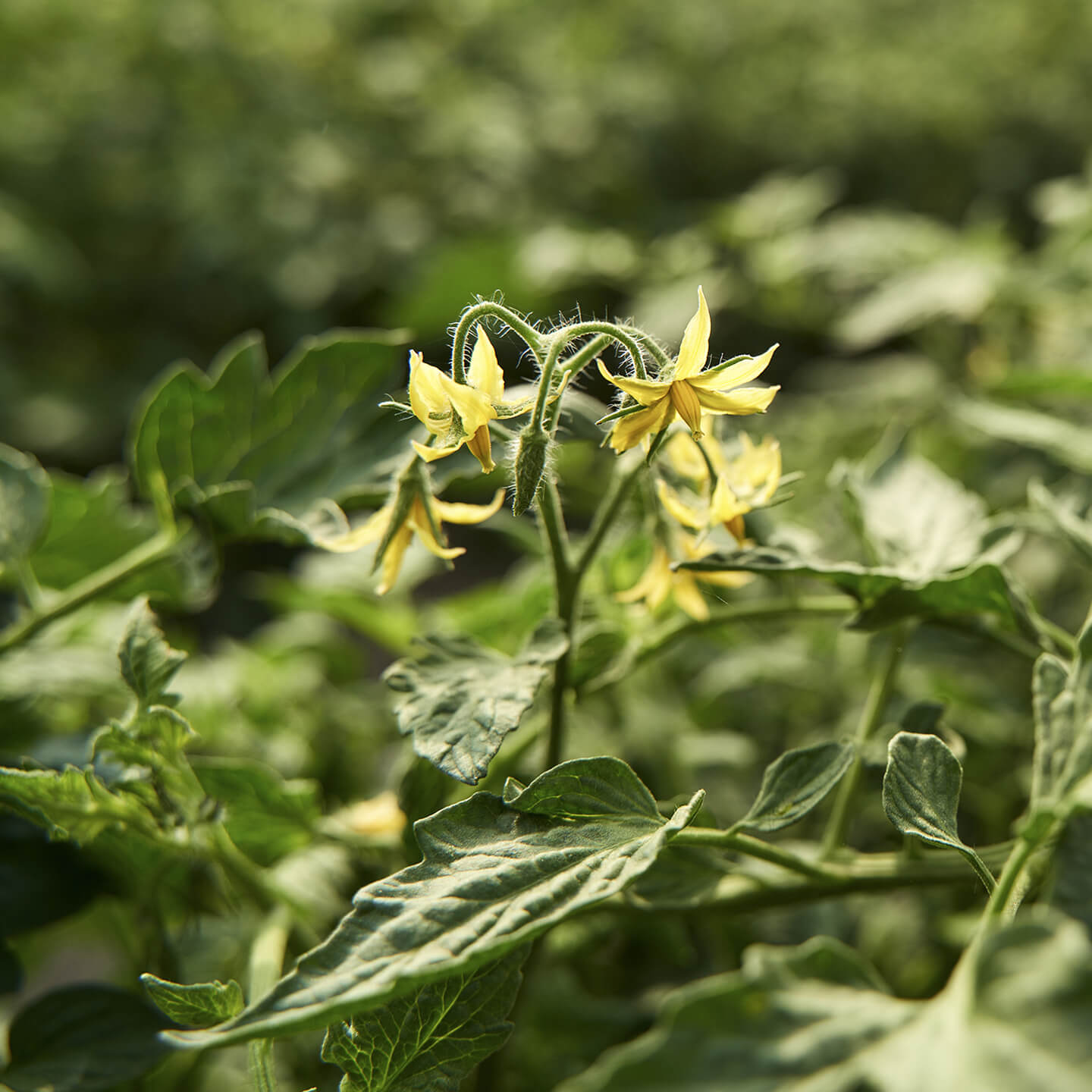 Yellow flowers blooming on a tomato plant