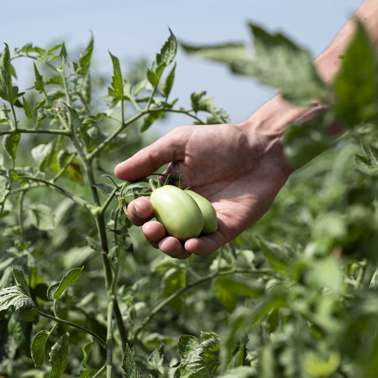 Hand cradling green unripe tomatoes still on the vine