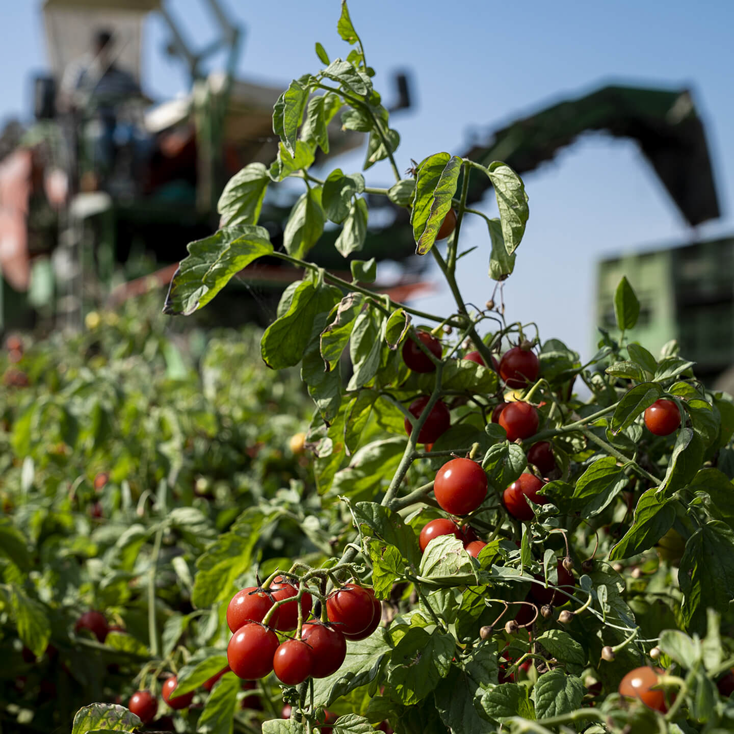Ripe red tomatoes on the vine with a harvester behind
