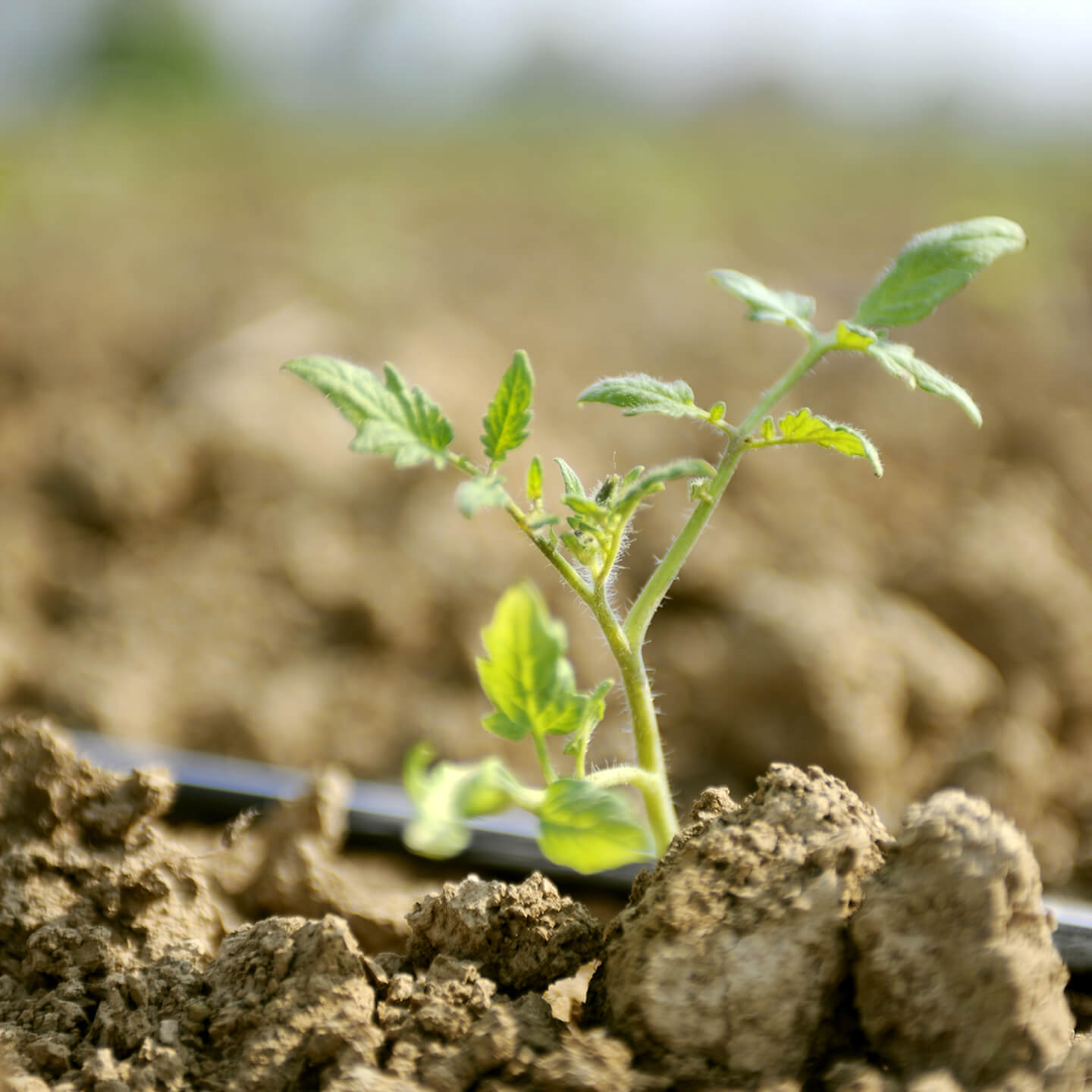 Young tomato seedling growing in soil with drip irrigation