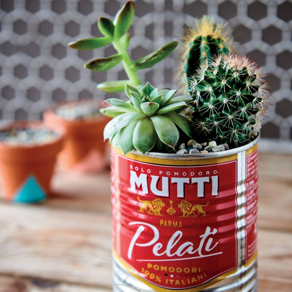 Succulent Pot