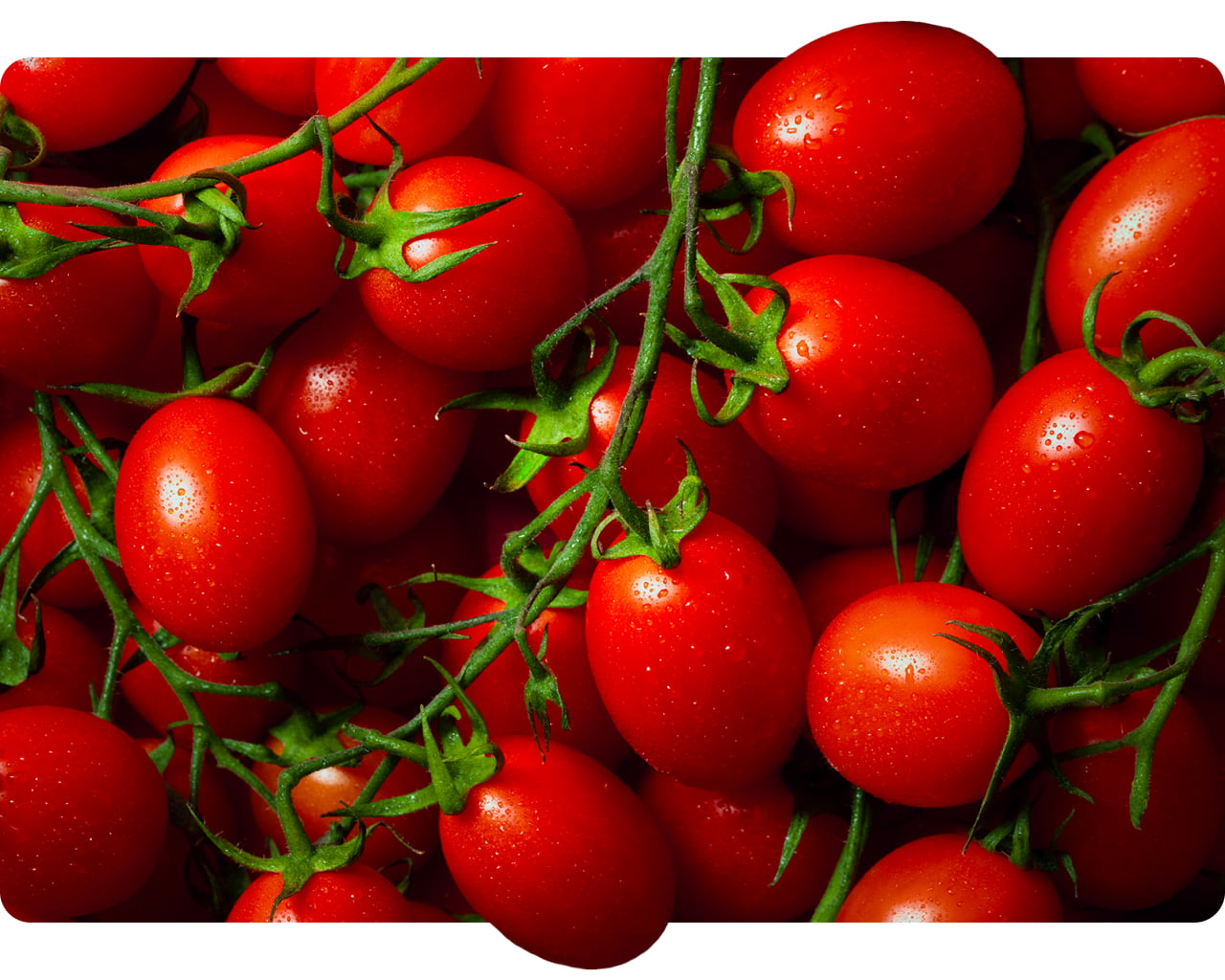Datterini tomatoes on the vine with dew drops
