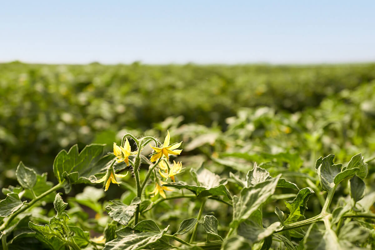 Yellow tomato flowers blooming on the plant in a field