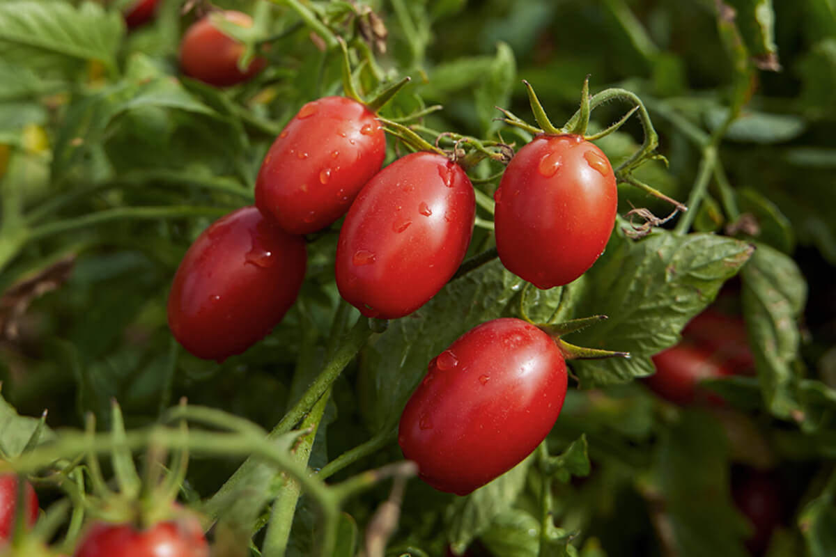 Cluster of ripe plum tomatoes with dew drops among green leaves