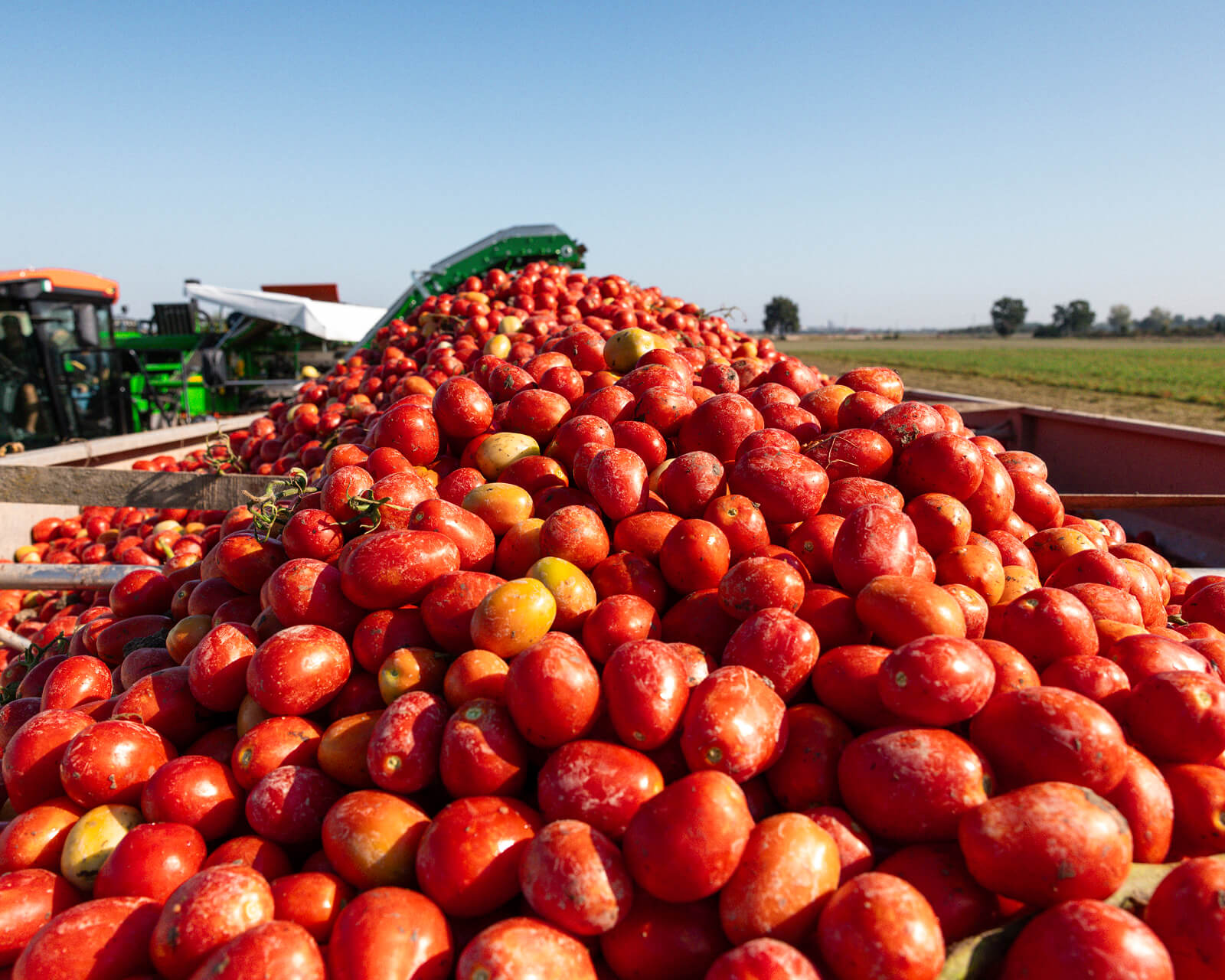 Truck piled high with freshly harvested tomatoes at Mutti's factory