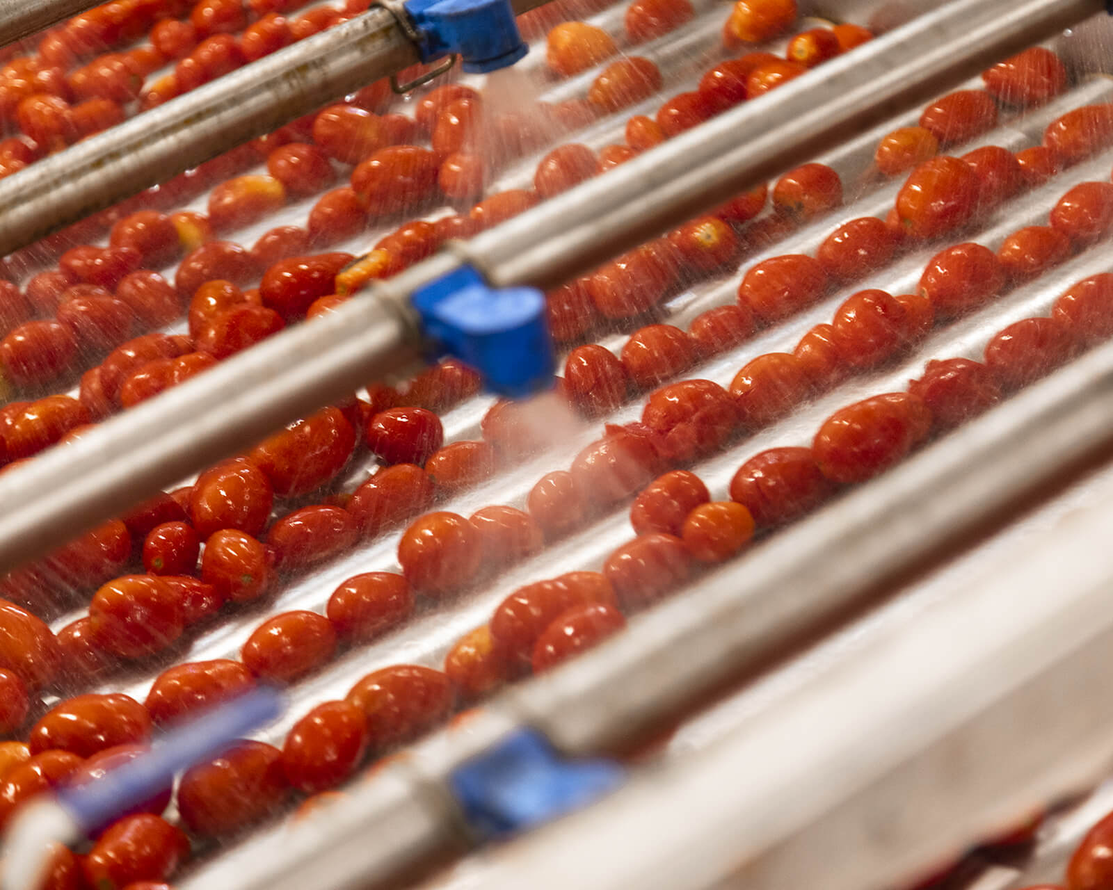 Ripe tomatoes on a factory conveyor being rinsed with water