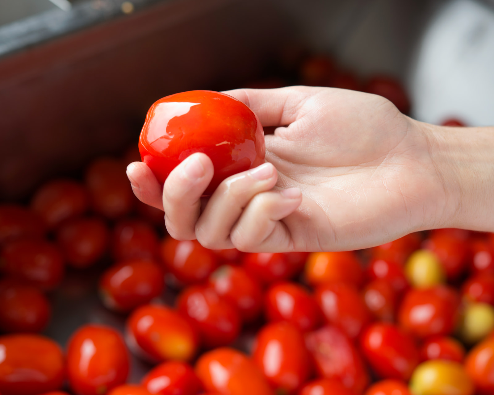 Hand selecting a ripe tomato from a Mutti harvest crate