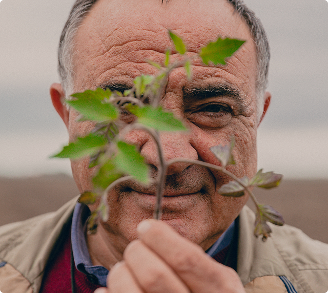Farmer's face partly hidden behind a tomato plant sprig