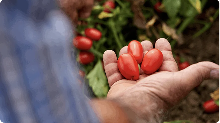 Farmer's hand picking ripe cherry tomatoes from the vine