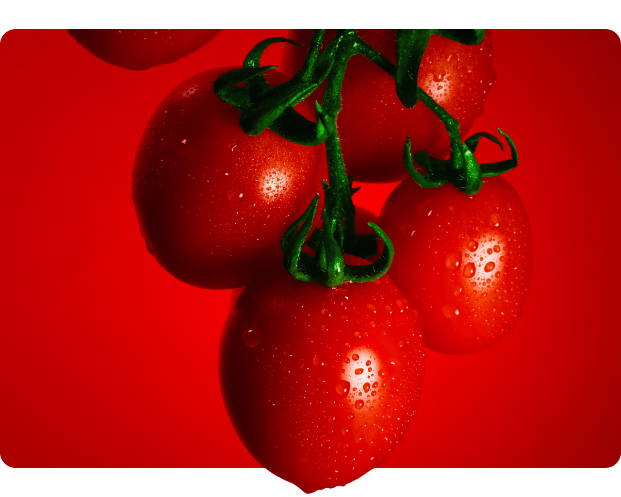 Close-up of pizzutello tomatoes hanging from the vine