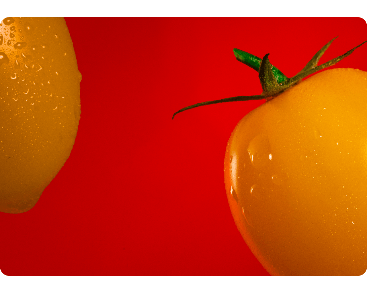 Round yellow tomato with stem on red background
