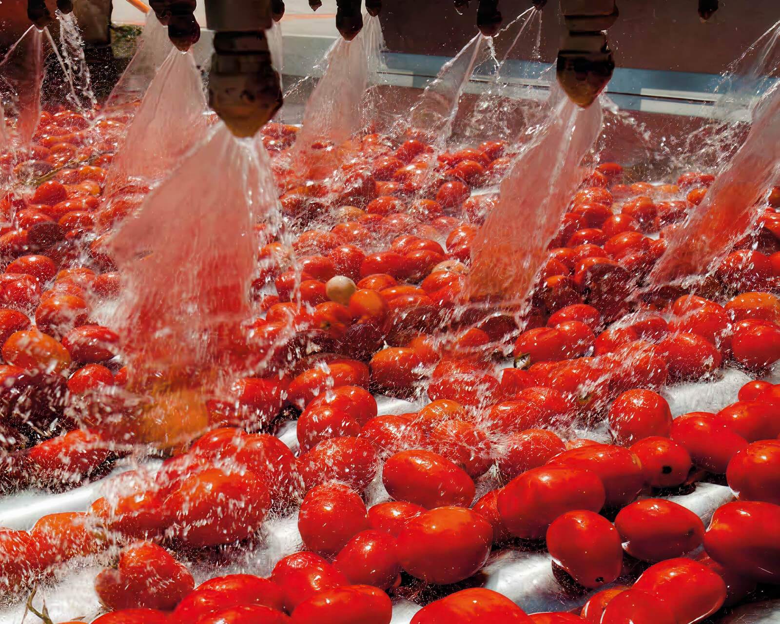 Ripe tomatoes being rinsed under water jets on a processing line