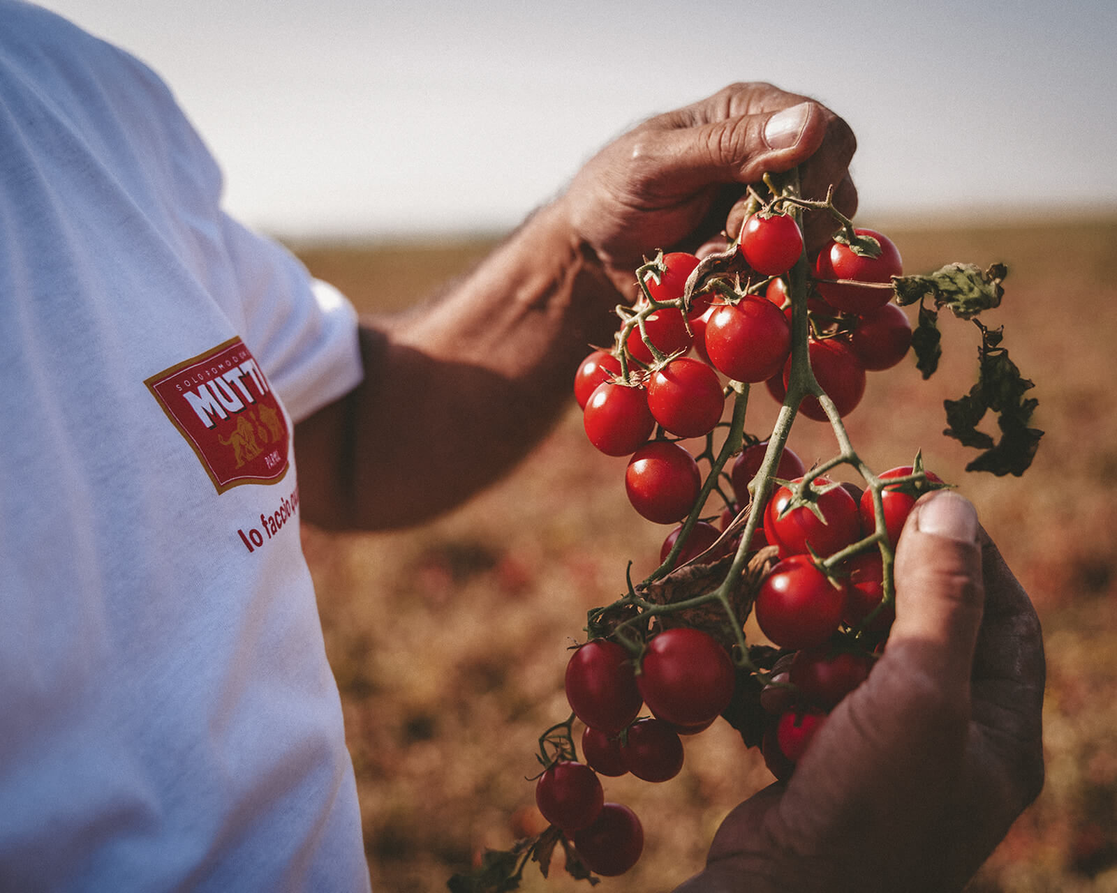 Farmer in a Mutti shirt holding a bunch of ripe cherry tomatoes