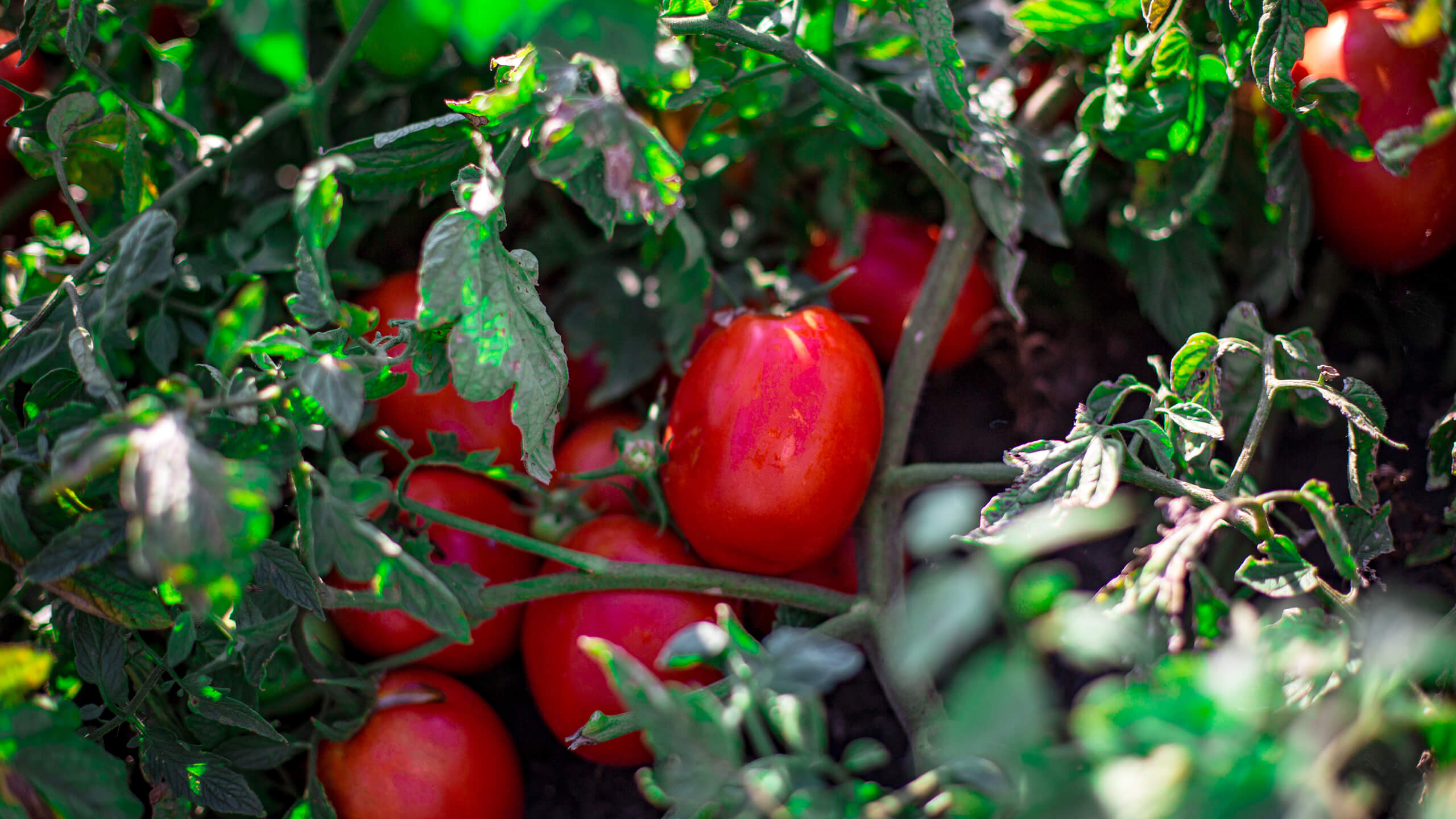 Ripe plum tomatoes growing on the vine in a field