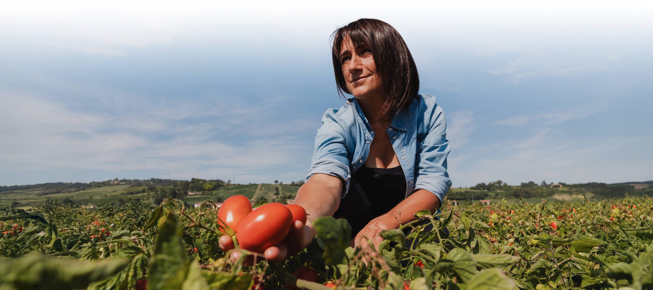 Mutti farm worker picking a ripe tomato in the field
