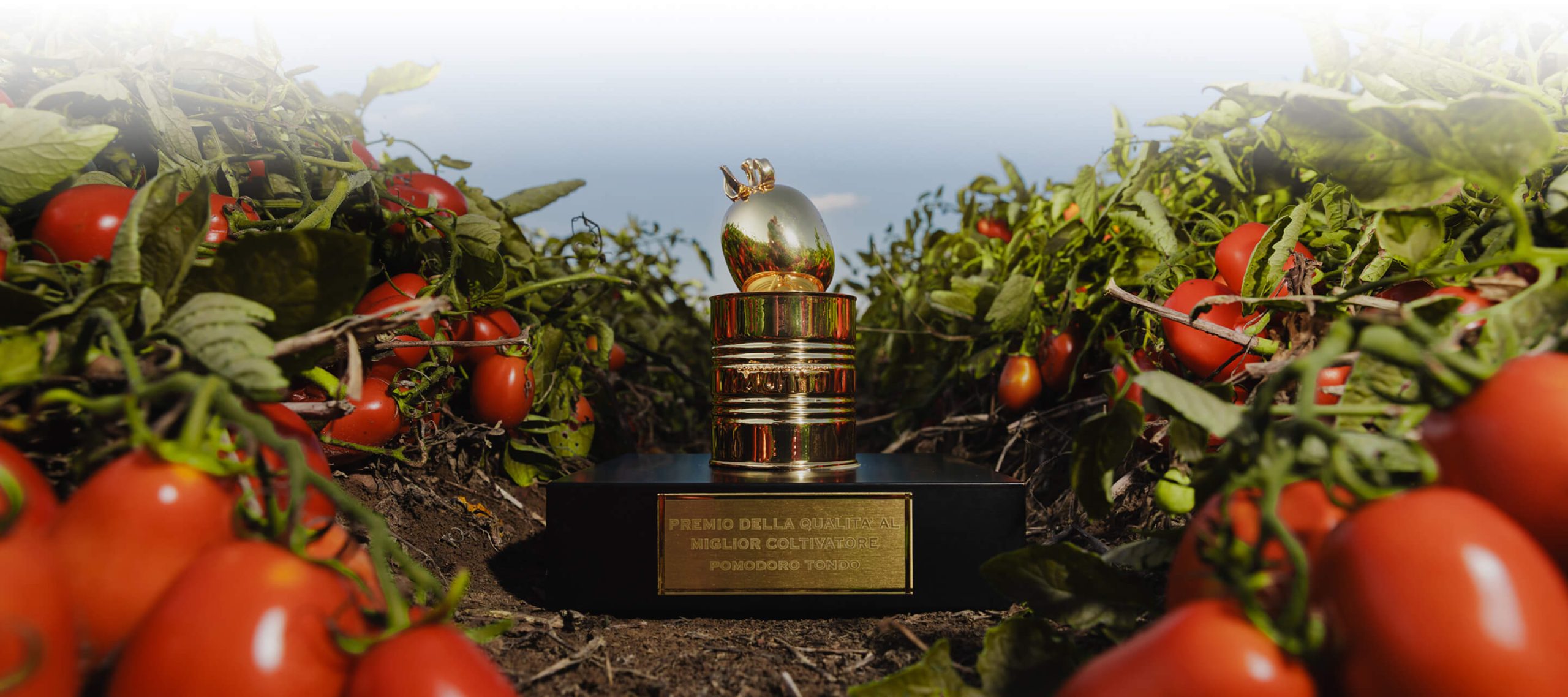Golden tomato trophy displayed among rows of tomato plants