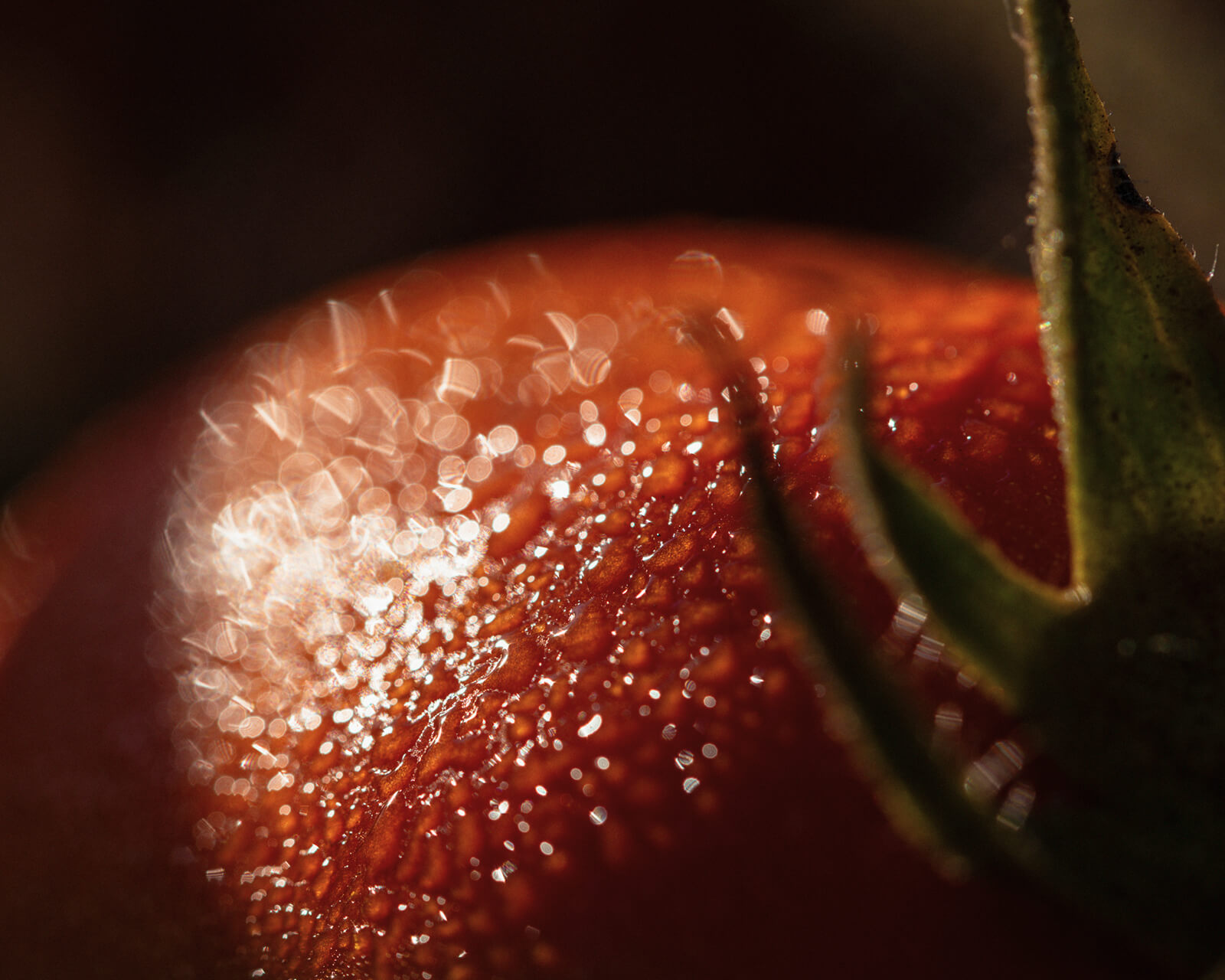 Close-up of a dew-covered tomato with its green stem