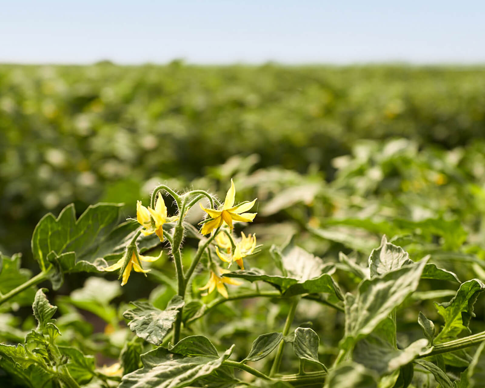 Yellow tomato plant flowers blooming in a sunlit field
