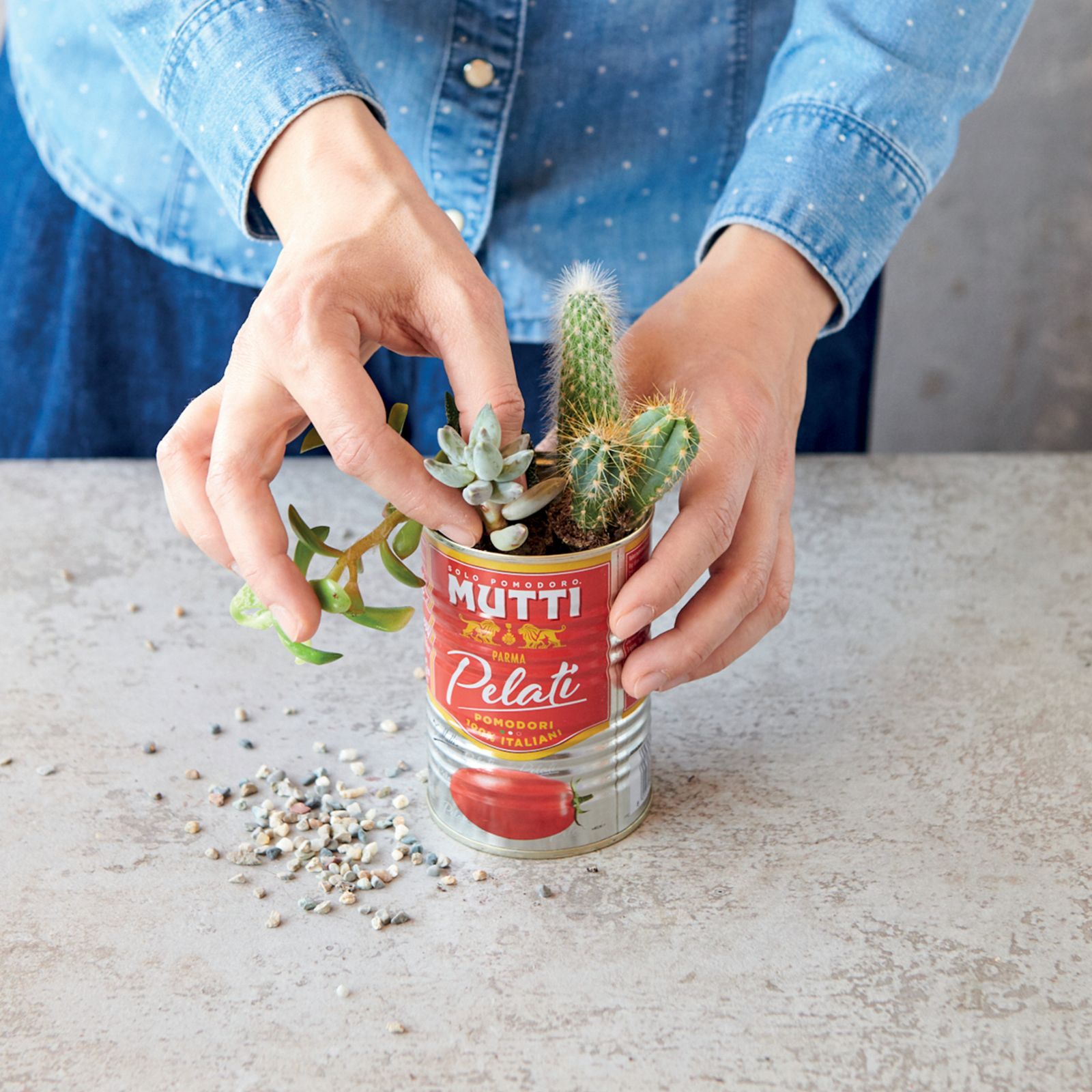 Hands planting a succulent and cactus into a Mutti Pelati can