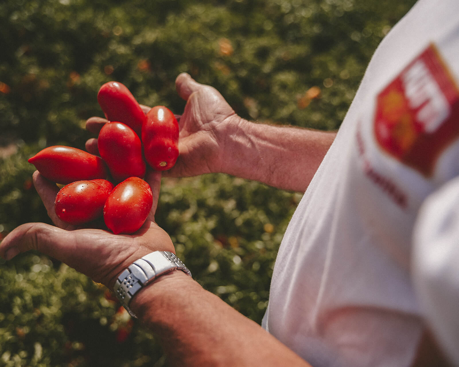 Hands in a Mutti shirt holding freshly picked plum tomatoes