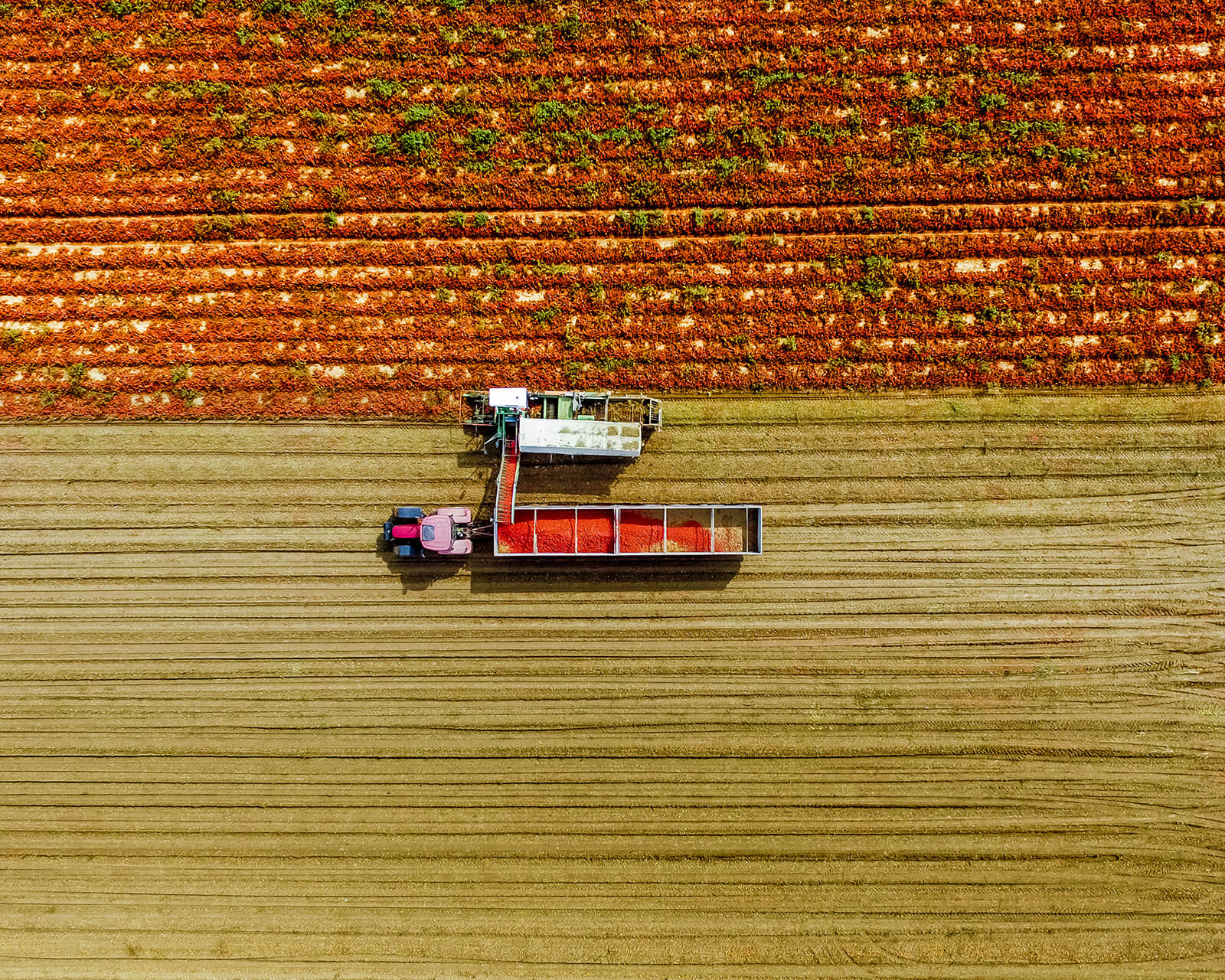 Aerial view of a tractor harvesting tomatoes in the field