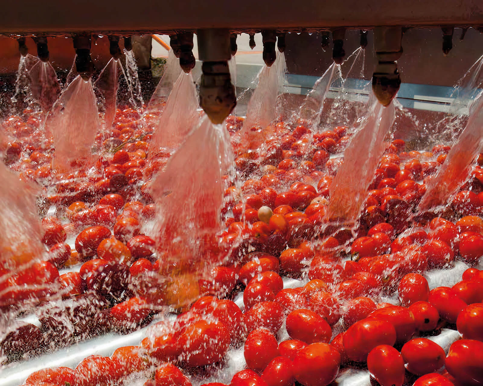 Tomatoes being rinsed under water jets on a factory conveyor
