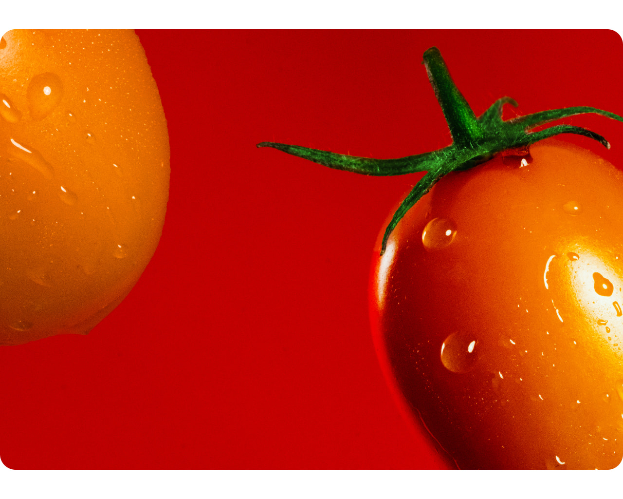 Orange tomato with stem on a red background